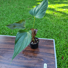 Load image into Gallery viewer, #2 Anthurium Bosworth Beauty