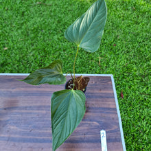 Load image into Gallery viewer, #2 Anthurium Bosworth Beauty