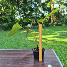 Load image into Gallery viewer, #2 Anthurium Bosworth Beauty