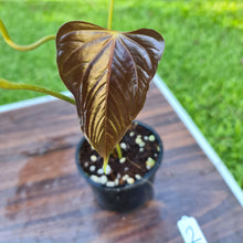 Load image into Gallery viewer, #2 Anthurium Bosworth Beauty
