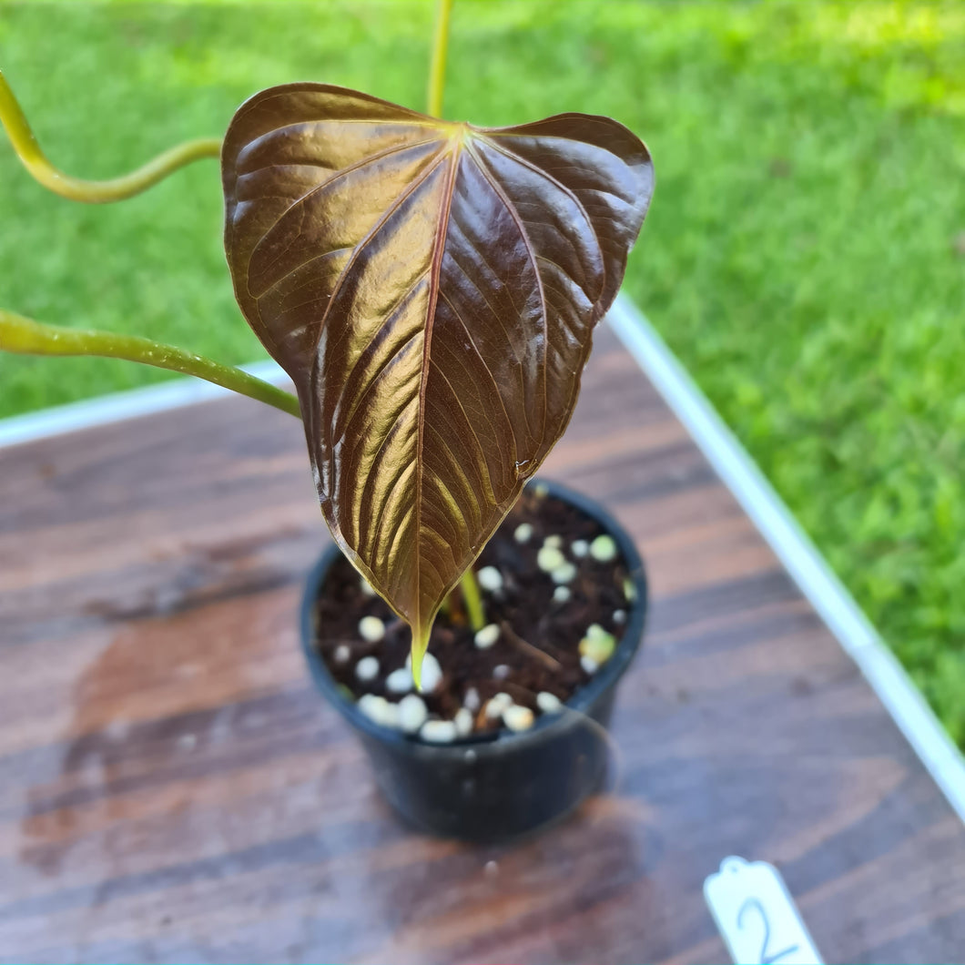 #2 Anthurium Bosworth Beauty