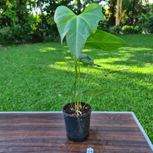 Load image into Gallery viewer, #29 Anthurium Macrolobium x