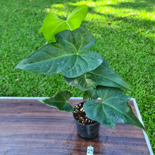 Load image into Gallery viewer, #29 Anthurium Macrolobium x