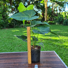 Load image into Gallery viewer, #29 Anthurium Macrolobium x