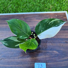 Load image into Gallery viewer, #73 Philodendron White Knight