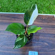 Load image into Gallery viewer, #73 Philodendron White Knight