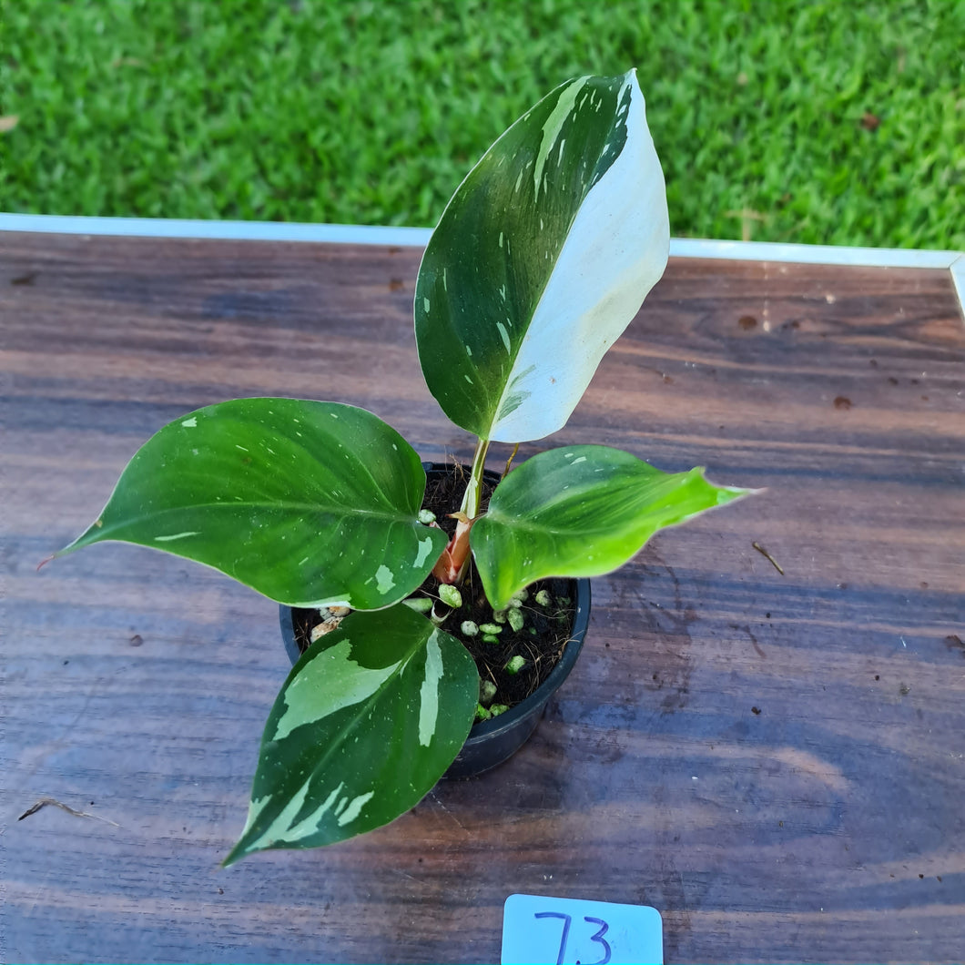 #73 Philodendron White Knight