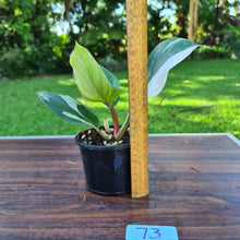 Load image into Gallery viewer, #73 Philodendron White Knight