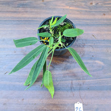 Load image into Gallery viewer, #26 Anthurium Pallidiflorum - Multiple heads