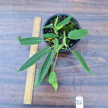Load image into Gallery viewer, #26 Anthurium Pallidiflorum - Multiple heads