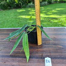 Load image into Gallery viewer, #26 Anthurium Pallidiflorum - Multiple heads