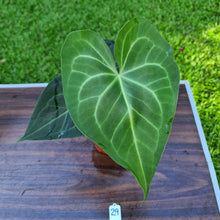 Load image into Gallery viewer, #29 Anthurium Leuconeurum