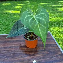 Load image into Gallery viewer, #29 Anthurium Leuconeurum