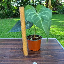 Load image into Gallery viewer, #29 Anthurium Leuconeurum
