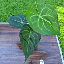 Load image into Gallery viewer, #29 Anthurium Leuconeurum