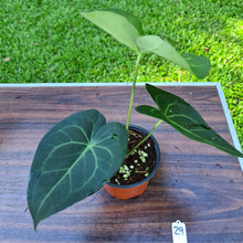Load image into Gallery viewer, #29 Anthurium Leuconeurum