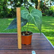 Load image into Gallery viewer, #29 Anthurium Leuconeurum