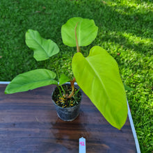 Load image into Gallery viewer, #92 Philodendron Golden Erubescens