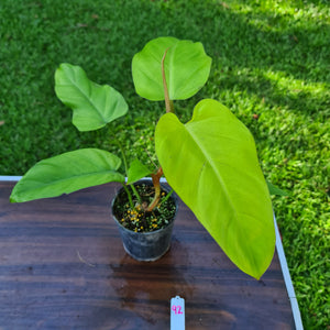 #92 Philodendron Golden Erubescens