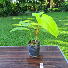 Load image into Gallery viewer, #92 Philodendron Golden Erubescens