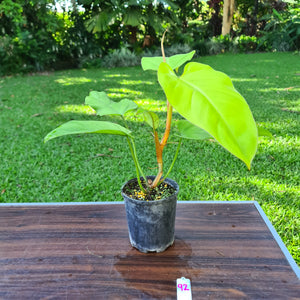 #92 Philodendron Golden Erubescens