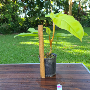 #92 Philodendron Golden Erubescens
