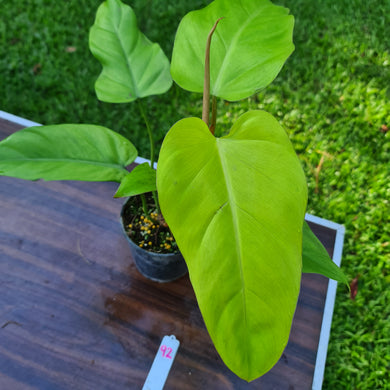 #92 Philodendron Golden Erubescens