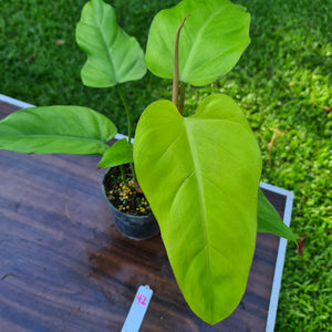 #92 Philodendron Golden Erubescens