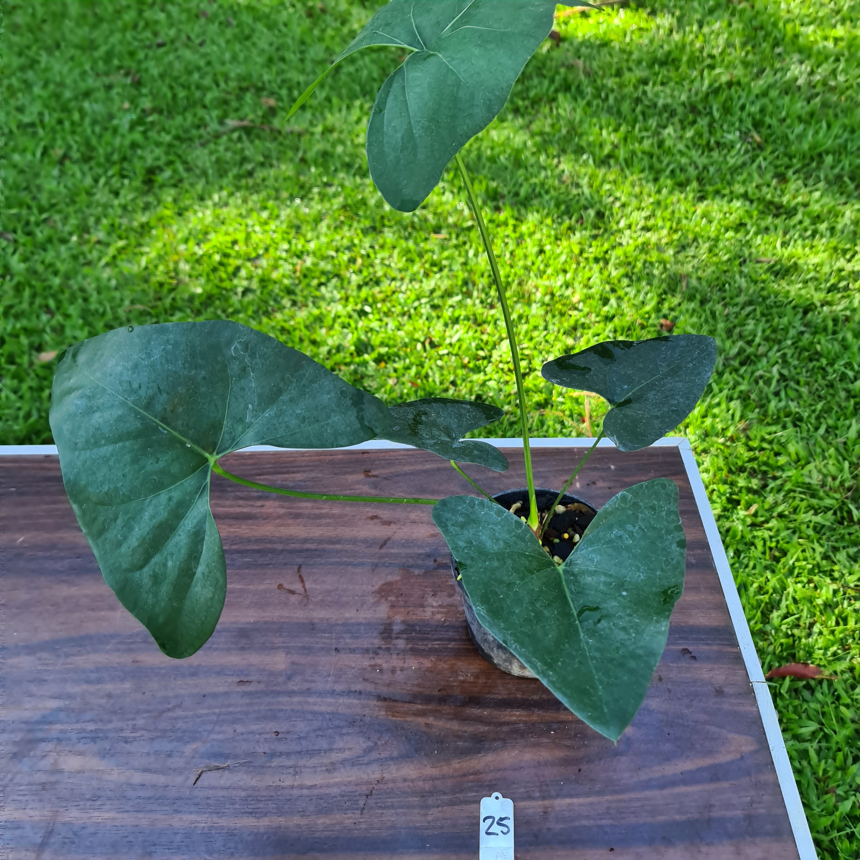 25 Anthurium Berriozabalense hybrid – J & S Plant Pickers