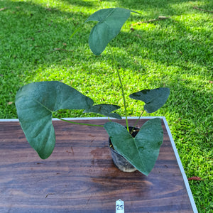 #25 Anthurium Berriozabalense hybrid