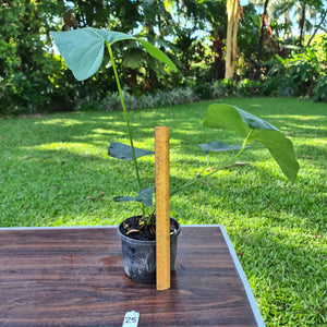 #25 Anthurium Berriozabalense hybrid