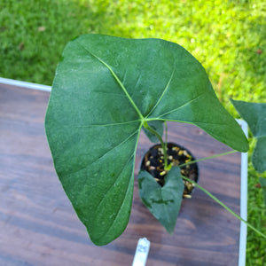 #25 Anthurium Berriozabalense hybrid