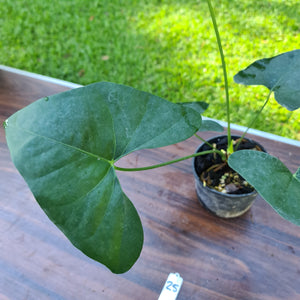 #25 Anthurium Berriozabalense hybrid