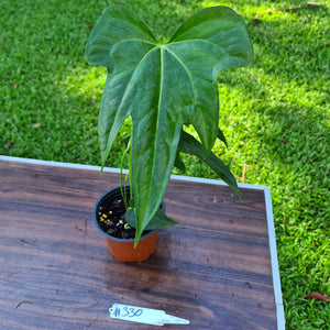 #330 Anthurium Macrolobium x
