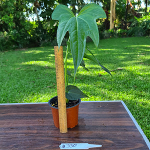 #330 Anthurium Macrolobium x