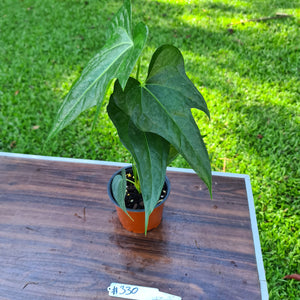 #330 Anthurium Macrolobium x