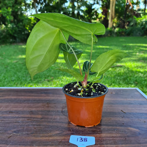 #138 Anthurium Crystallinum x