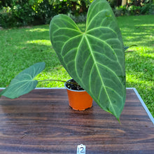 Load image into Gallery viewer, #12 Large Anthurium NOID