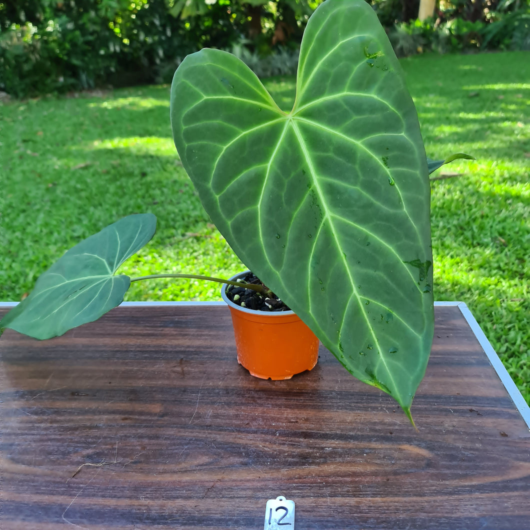 #12 Large Anthurium NOID