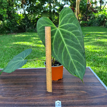 Load image into Gallery viewer, #12 Large Anthurium NOID