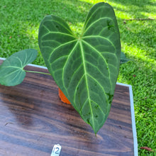 Load image into Gallery viewer, #12 Large Anthurium NOID