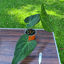 Load image into Gallery viewer, #12 Large Anthurium NOID
