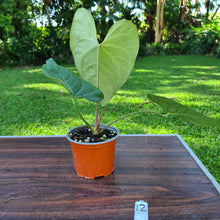 Load image into Gallery viewer, #12 Large Anthurium NOID