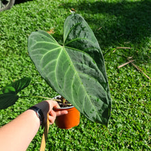 Load image into Gallery viewer, #12 Large Anthurium NOID