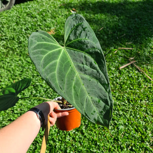 #12 Large Anthurium NOID