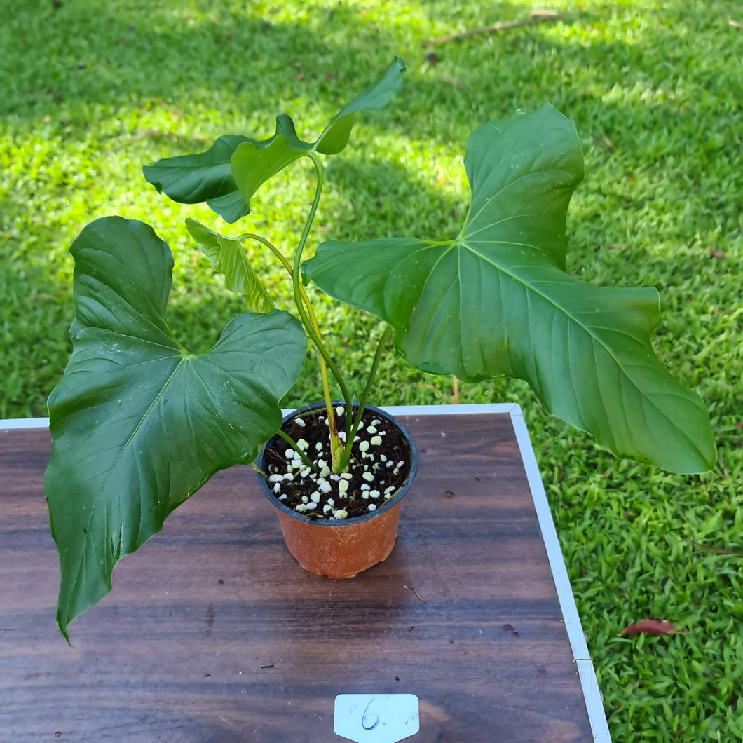 #6 Anthurium Balaoanum