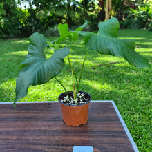 Load image into Gallery viewer, #6 Anthurium Balaoanum