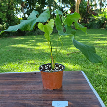 Load image into Gallery viewer, #6 Anthurium Balaoanum