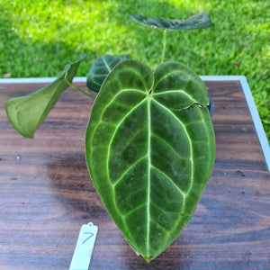 #7 Anthurium 'Black Sensation' x Crystallinum