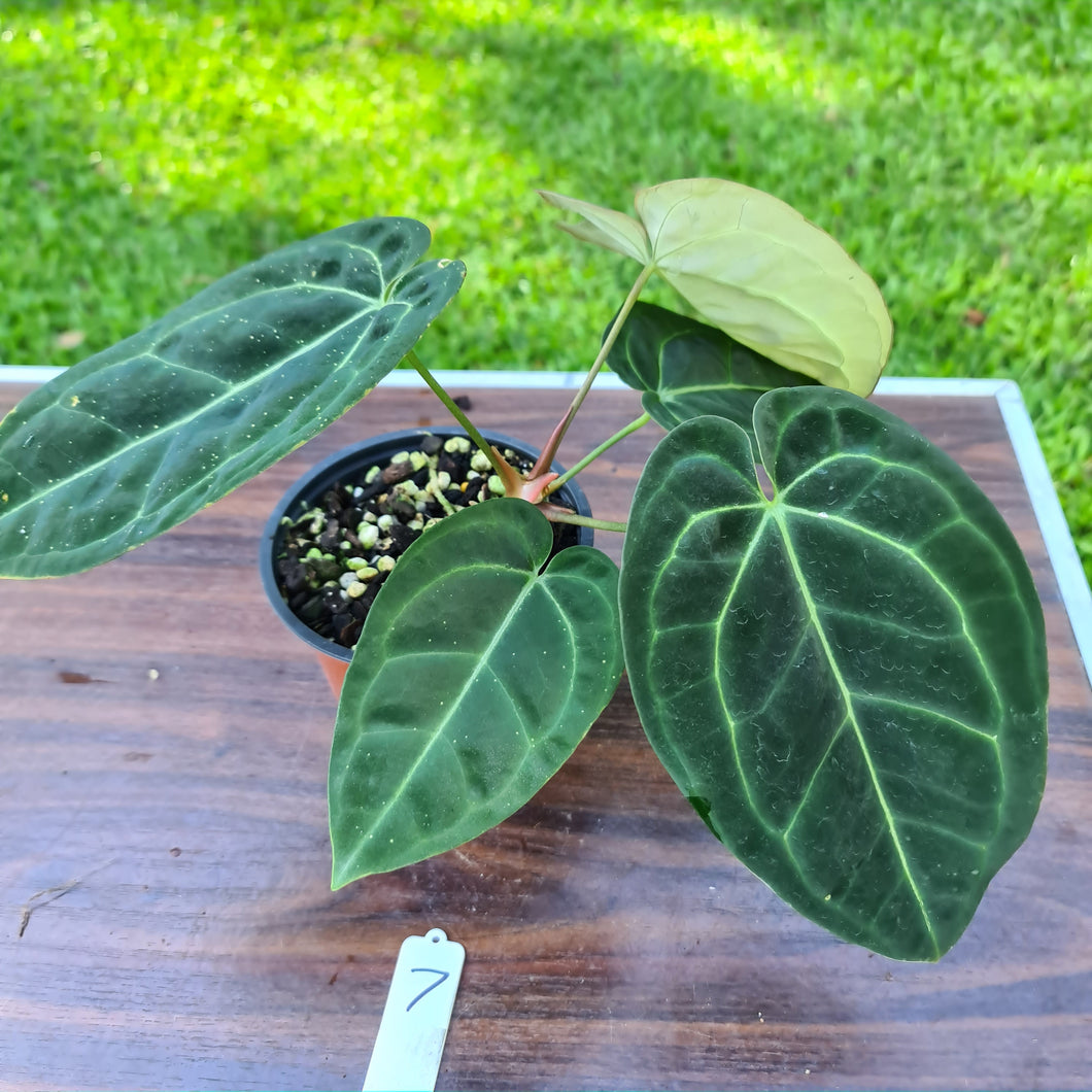 #7 Anthurium 'Black Sensation' x Crystallinum
